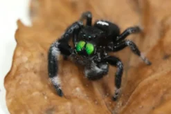 Königliche Springspinne, Phidippus regius