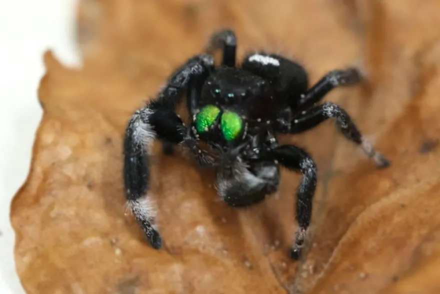 Königliche Springspinne, Phidippus regius