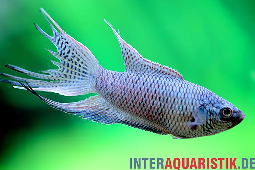 Königsblauer Makropode, Macropodus spechti "Royal Blue", 3-4 cm