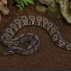 Königspython „Black Head“, Python regius