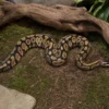 Königspython „Copper“, Python regius