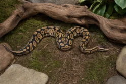 Königspython „Copper“, Python regius