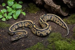 Königspython „Cypress Leopard“, Python regius