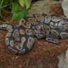 Königspython „Desert Ghost“, Python regius