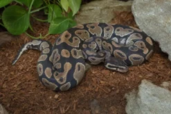 Königspython „Desert Ghost“, Python regius