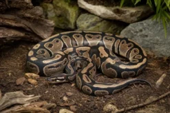 Königspython „Desert Ghost“, Python regius