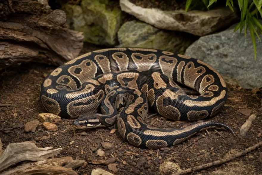 Königspython „Desert Ghost“, Python regius