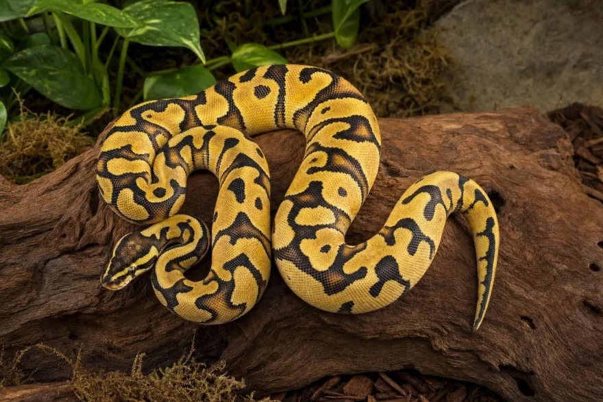 Königspython „Enchi Leopard Pastel“, Python regius