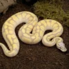 Königspython „Enchi Pastel Desert Ghost“, Python regius