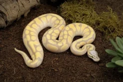 Königspython „Enchi Pastel Desert Ghost“, Python regius