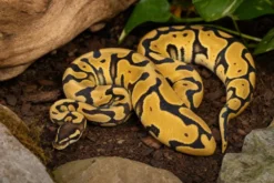 Königspython „Enchi Pastel Red Stripe“, Python regius