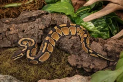 Königspython „Enchi Red Stripe“, Python regius