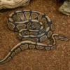 Königspython „Gravel Special“, Python regius
