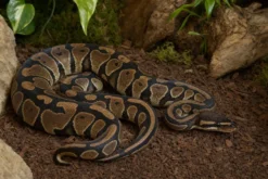 Königspython „Gravel Special“, Python regius