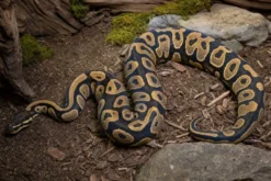 Königspython „Hurricane Doppelmorph“, Python regius