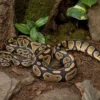 Königspython in verschiedenen Morphen, Python regius