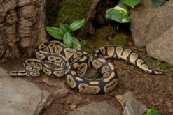 Königspython in verschiedenen Morphen, Python regius