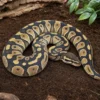 Königspython „Lesser Blackhead“, Python regius