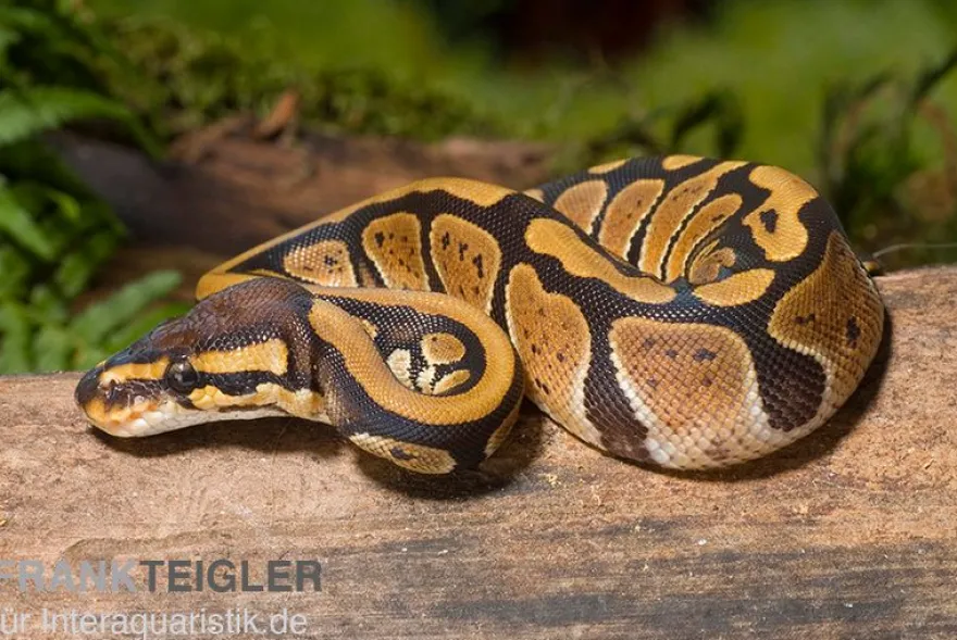 Königspython, Python regius