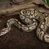 Königspython „Russo het. Leucy“, Python regius
