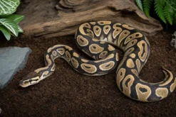 Königspython „Russo het. Leucy“, Python regius