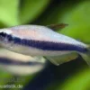 Königssalmler, Inpaichthys kerri