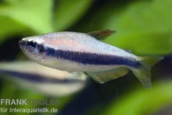Königssalmler, Inpaichthys kerri
