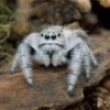 Königsspringspinne „Light“, Phidippus regius