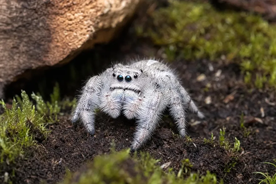 Königsspringspinne „Light“, Phidippus regius