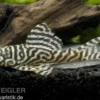 Königstiger-Harnischwels, Hypancistrus spec. L333 spezial (Whiteline)