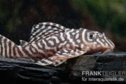 Königstiger-Harnischwels, Hypancistrus spec. L333 Belo Monte