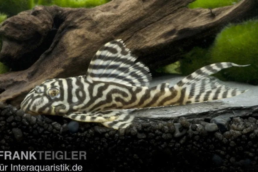 Königstiger-Harnischwels, Hypancistrus spec. L333 Belo Monte