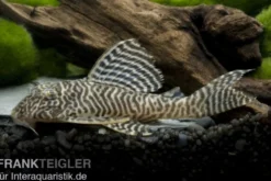 Königstiger-Harnischwels, Hypancistrus spec. L66, 3-4 cm DNZ