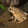 Knochenkopfkröte, Ingerophrynus galeatus