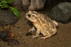 Knochenkopfkröte, Ingerophrynus galeatus