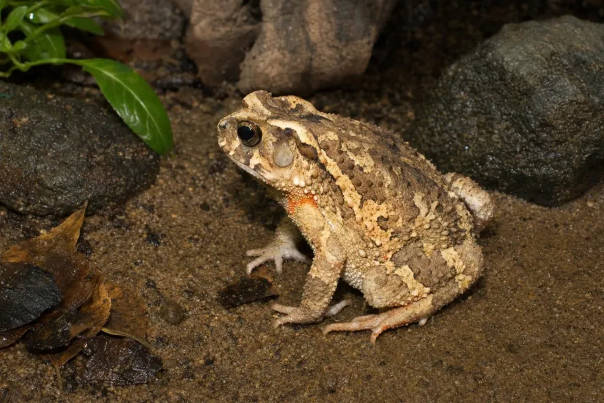 Knochenkopfkröte, Ingerophrynus galeatus