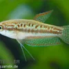 Knurrender Zwerggurami, Trichopsis pumilus (Minifisch)