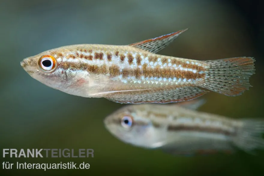 Knurrender Zwerggurami, Trichopsis pumilus (Minifisch)