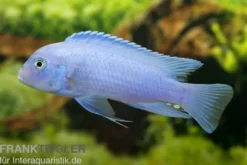 Kobaltblauer Zebrabuntbarsch, Maylandia callainos "Cobalt Blue"