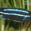 Kobalt-Orange-Buntbarsch, Melanochromis johannii, DNZ