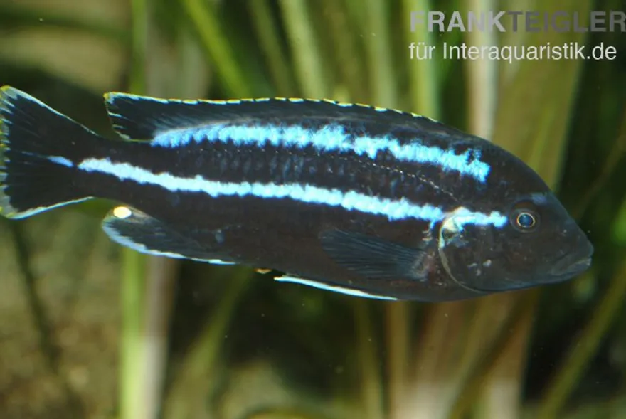 Kobalt-Orange-Buntbarsch, Melanochromis johannii, DNZ