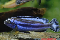 Kobalt-Orange-Buntbarsch, Melanochromis johannii, DNZ