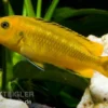 Kobaltorangener Maulbrüter, Melanochromis interruptus, 4-5 cm
