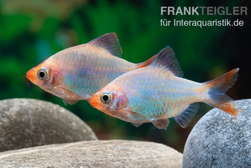 Kobalt-Sumatrabarbe, Barbus tetrazona
