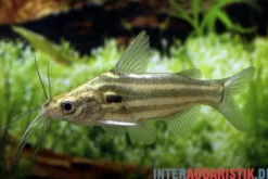 Kobaltwels, Mystus tengara