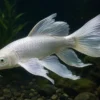 Koi Butterfly Platinum, Cyprinus carpio, 5-6 cm