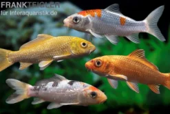 Koi Farbmix, Cyprinus carpio, klein (7-10 cm)