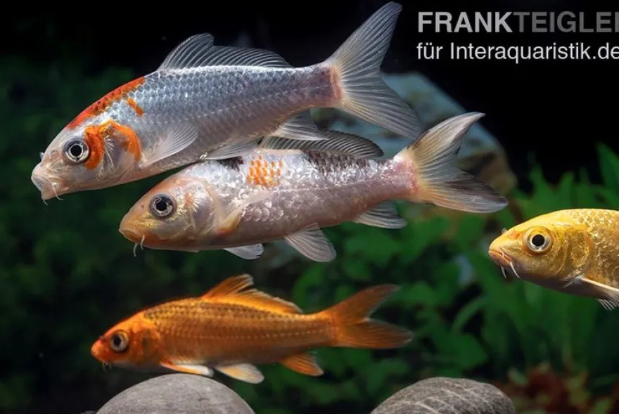 Koi Farbmix, Cyprinus carpio, mittel (10-12 cm)