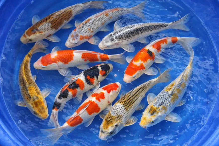 Koi Farbmix XL (Top-Mix), Cyprinus carpio, 18-21 cm