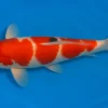 Koi Kohaku (rot-weiß), 7-10 cm, Cyprinus carpio